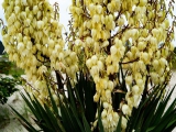 Yucca-Palme am Strandübergang