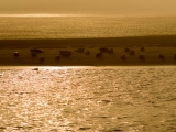 Seehunde im Sonnenuntergang